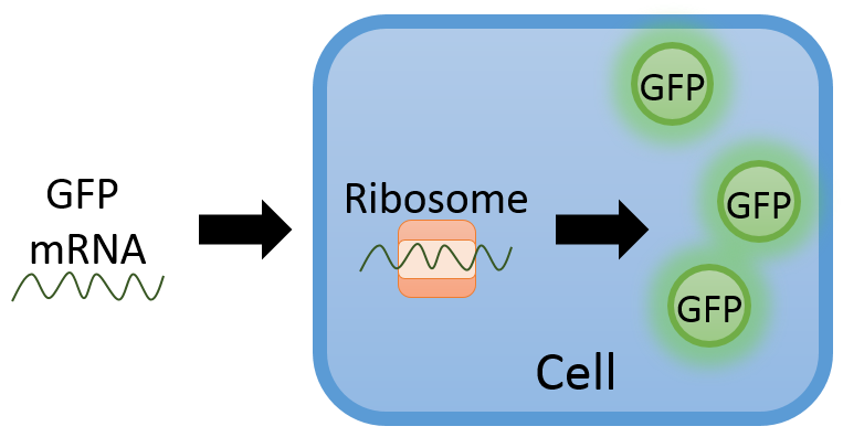 Figure_GFP